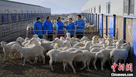 在甘肃省临夏回族自治州东乡县,企业家尹建敏经常到羊产业基地里查看养殖情况。