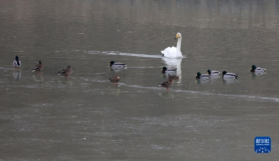 大天鹅和绿头鸭在甘肃省定西市岷县洮河湿地嬉戏（12月14日摄）。新华社记者 陈斌 摄