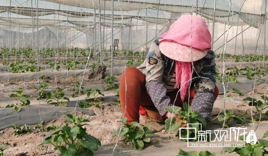 图为农户在大棚蜜瓜基地里管理蜜瓜苗。