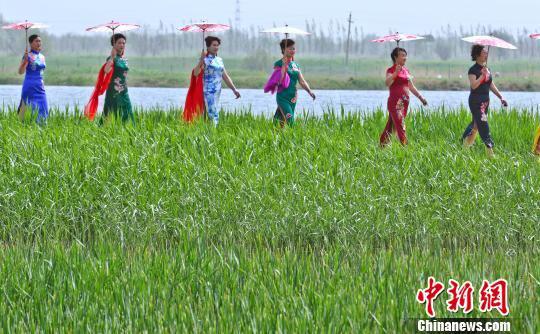 母亲们穿上传统的旗袍穿行在张掖国家湿地保护区内,上演旗袍秀。 王将 摄