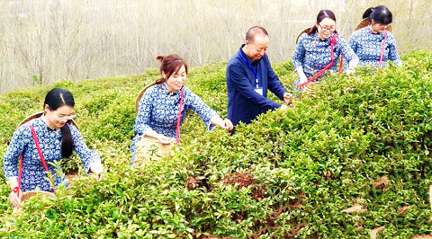 王若冰先生体验采茶