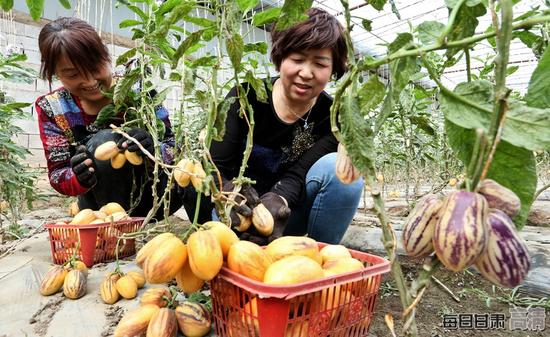 种植户正在高标准日光温室内正在采摘成熟的人参果