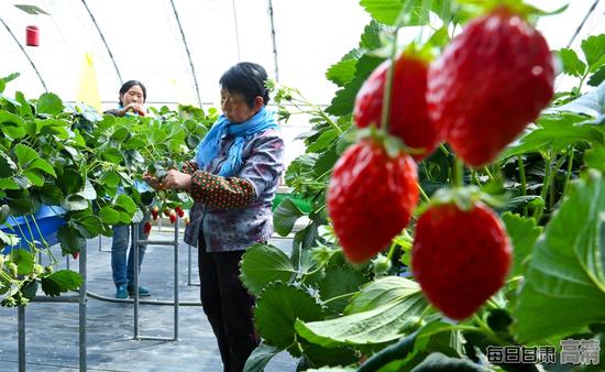 种植户正在无土栽培草莓大棚内给草莓疏果。