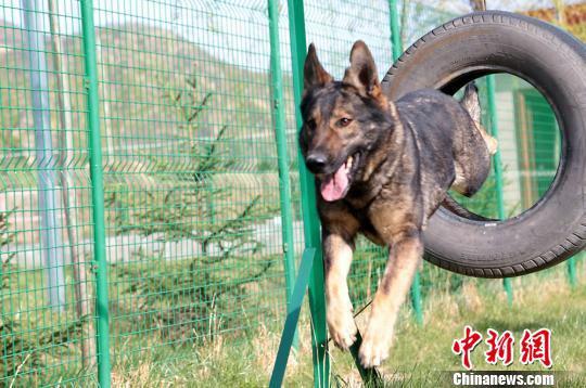 图为接受训练的牧羊犬。 郑兵 摄