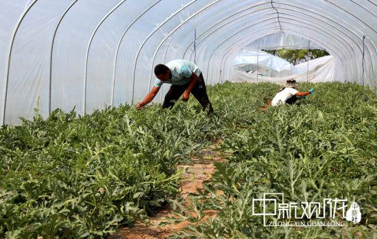 图为左军军和工人在大棚中掐瓜蔓。