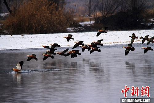 资料图:甘肃张掖黑河两岸数九寒天风光旖旎,黄鸭在黑河水中翩跹起舞。陈礼摄