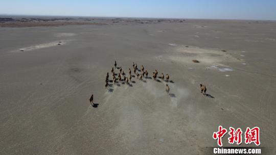 图为野骆驼大种群。 周春辉 摄