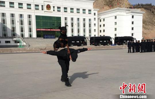 今年春节期间,兰州市公安局特警支队迎来了一批“新队员”——警犬,被特警们称为“无言的战友”。图为训导员正在训练警犬。 张婧 摄