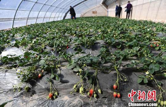 图为村里的草莓大棚。 杨艳敏 摄