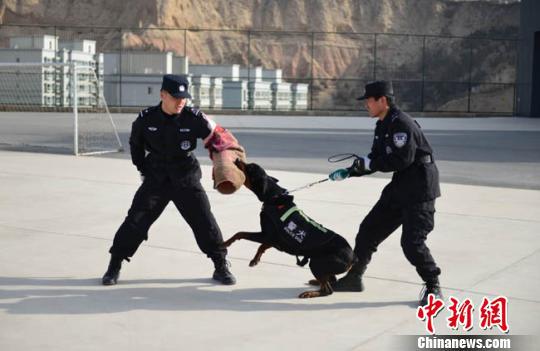 训导员每天工作时间几乎都与警犬在一起,从早上带犬游散、排便开始一整天的工作,目前开设服从、追击扑咬、室内搜捕、障碍练习等科目。图为追击扑咬项目的训练现场。 徐晓君 摄
