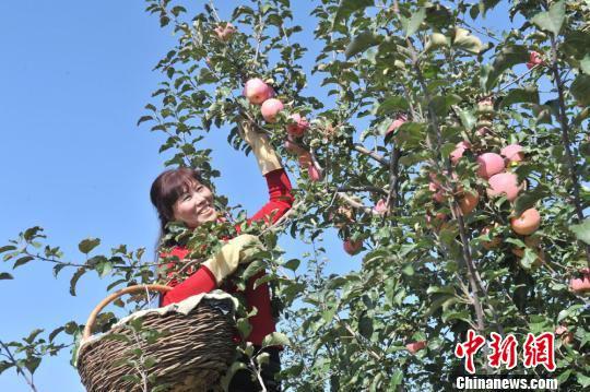 资料图。图为甘肃庆阳市庆城县依托“西农模式”,苹果产业实现了质的蜕变,全县苹果产业进入发展快车道。 杨玉林 摄