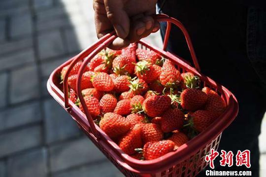每日新摘的草莓供不应求。 杨艳敏 摄