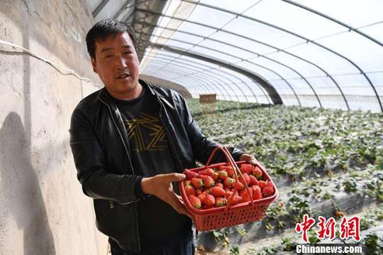 图为春节后,甘肃宕昌哈达铺镇玉岗村草莓大棚新丰收的草莓。 杨艳敏 摄