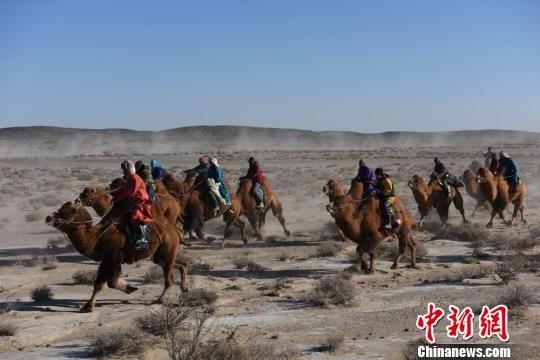 图为赛驼。 乌仁花 摄