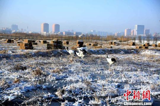图为丹顶鹤在湿地嬉戏。 陈礼 摄