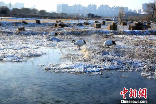 图为丹顶鹤在湿地觅食。 陈礼 摄