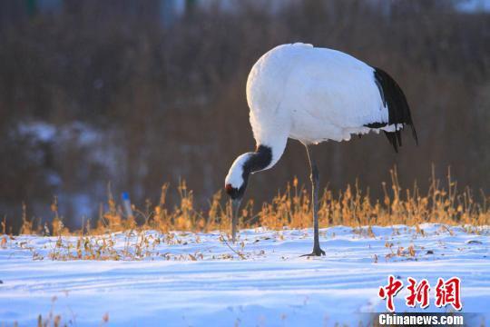 图为雪地觅食的丹顶鹤。 陈礼 摄