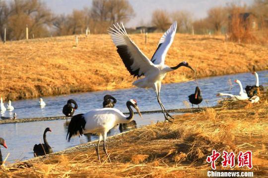 张掖国家湿地公园位于张掖市甘州区城郊北部,与市区紧密相连,是国内离城市最近的湿地公园。 陈礼 摄