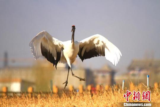 图为丹顶鹤翩翩起舞。 陈礼 摄