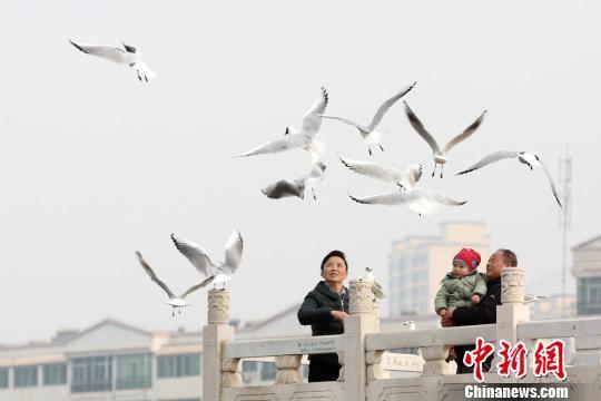 随着天气回暖,红嘴鸥等大批候鸟来到甘肃永靖黄河三峡停歇觅食,吸引游客观赏。 郭红 摄