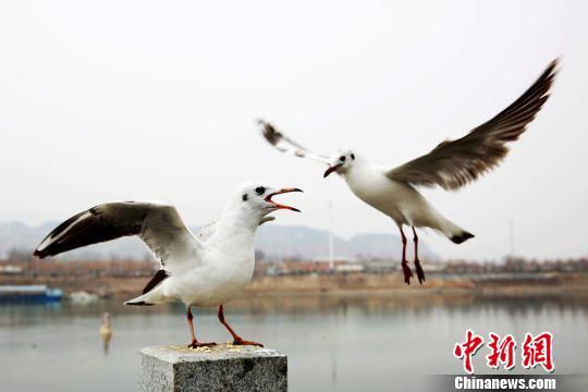 图为停歇觅食的候鸟。 郭红 摄