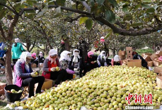资料图。图为在甘肃张掖老寺庙农场里,工人们将刚刚采摘的苹果梨进行精选、包装。 钟欣 摄