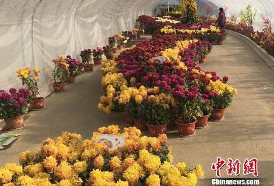 图为花展棚内菊花争妍斗艳。 张婧 摄
