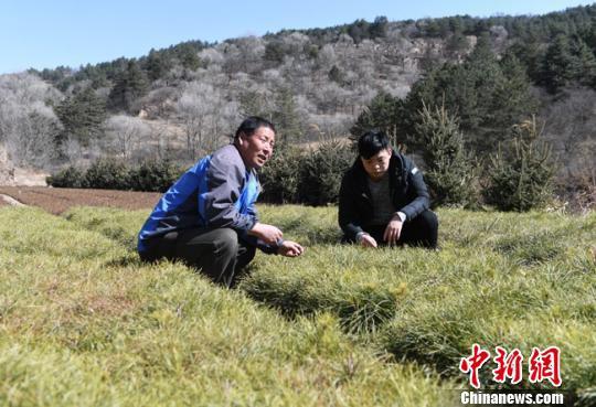 3月上旬,林木育苗员张小峰(左)和他的儿子张旭忙碌在露天苗圃地里。 杨艳敏 摄