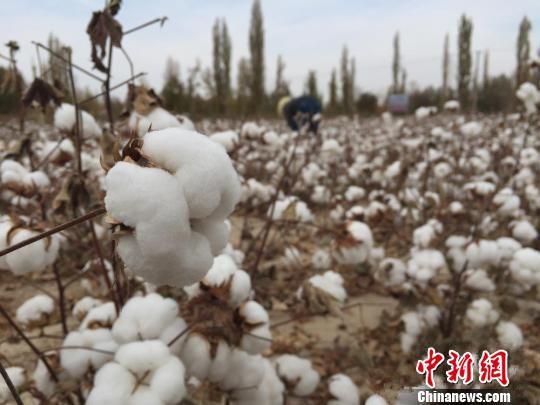 资料图:甘肃敦煌市的节水棉花种植。 刘薛梅 摄