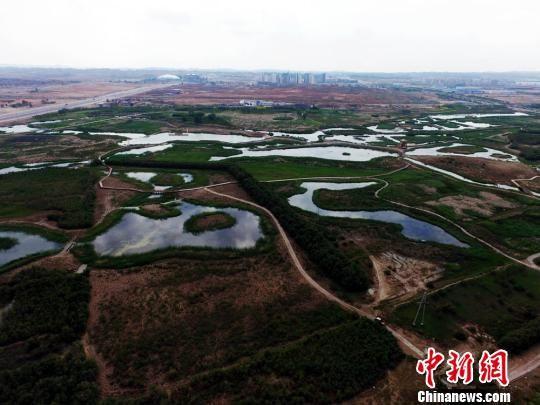 资料图。图为兰州新区秦王川国家湿地公园,该公园核心区面积约为5000亩的“生态绿岛”,也是西部唯一盐沼湿地公园。杨艳敏 摄