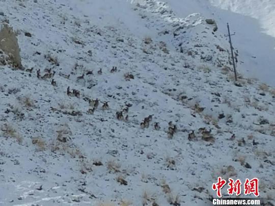 图为手机拍摄到的岩羊活动场景。阿克塞县委宣传部供图