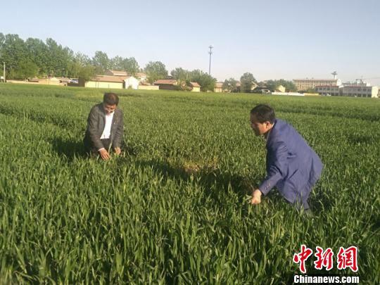 资料图。甘肃农科院小麦研究所研究员鲁清林和灵台县农技中心主任于建平在灵台县查看试验小麦抽穗情况。 奎旭辉 摄