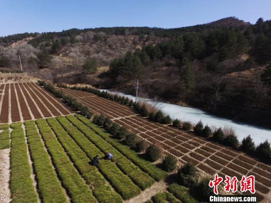 图为林木育苗员张小峰管护的大片露天苗圃地,对面林区就是靠产自这里的苗木绿起来的。 杨艳敏 摄