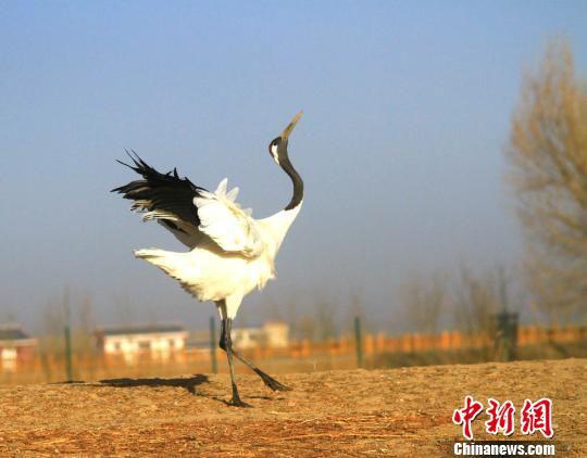 图为一只丹顶鹤在春日的暖阳里“引吭高歌”。 陈礼 摄
