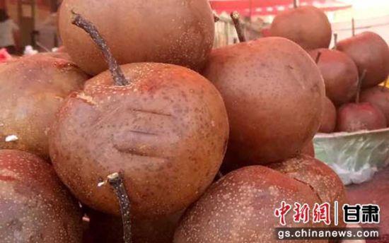 图为软儿梨,呈褐色,有防治风寒感冒等功效。闫姣 摄
