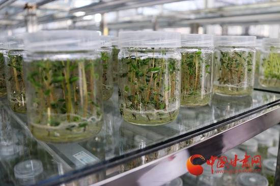 庄浪县马铃薯脱毒繁育中心培养的马铃薯育苗