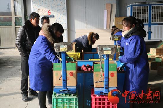 礼县良源果业合作社工人正在装箱过秤