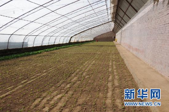 丰苗合作社种植的上海青幼苗