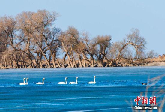成千上万的野麻鸭、白天鹅等鸟类在湖面上嬉戏、觅食。王斌银摄