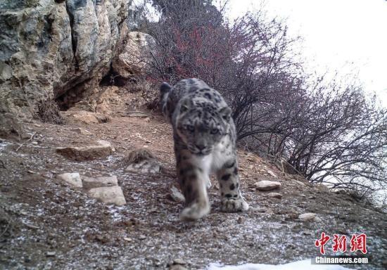 资料图:雪豹活动影像。(山水自然保护中心供图)
