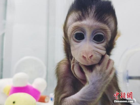 图为体细胞克隆猴。 图片来源:中科院神经所供图