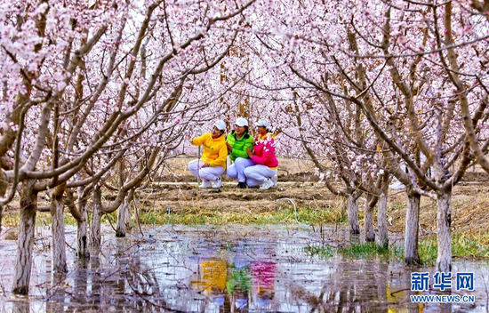4月3日,游客在金满园杏园种植基地里拍照留念。新华网发(王将 摄)