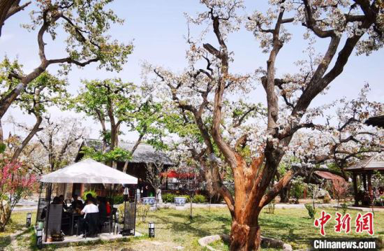 2020年4月底,兰州市皋兰县什川镇上万株百年古梨树梨花盛开。(资料图) 魏建军 摄