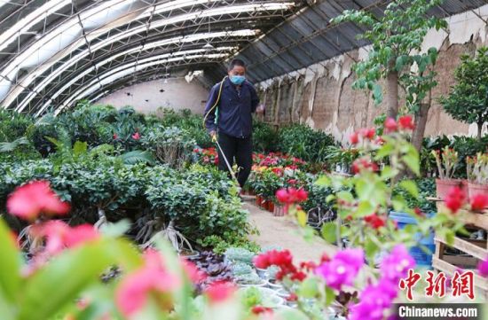 孙成银给花棚过道消毒。