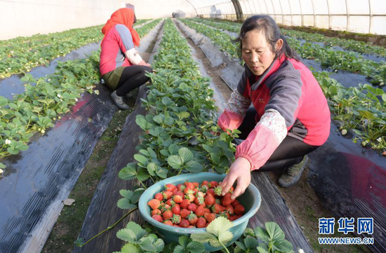 12月21日,工人在临夏县一农业园区的温室大棚内采摘草莓。新华社发(史有东 摄)