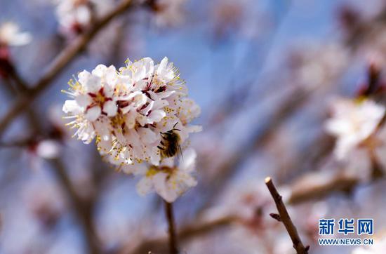 杏花盛开惹蜂来。