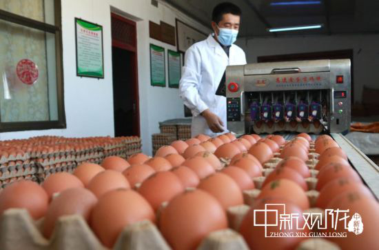 图为敦煌市一养殖场工人给鸡蛋打码。