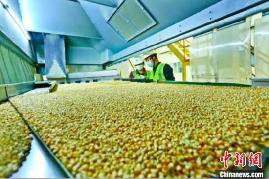 图为2月底,甘肃张掖的玉米制种全自动化生产线上,工作人员查看玉米良种的生产情况。