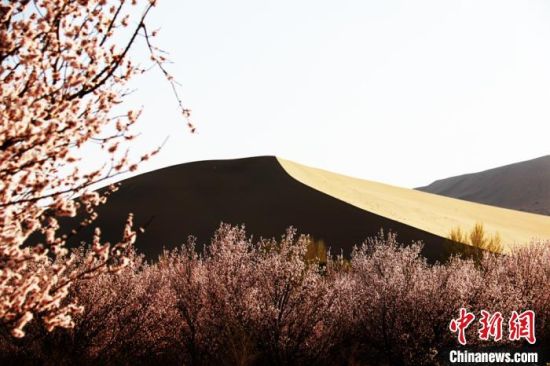 图为4月初,敦煌鸣沙山下盛开的杏花。
