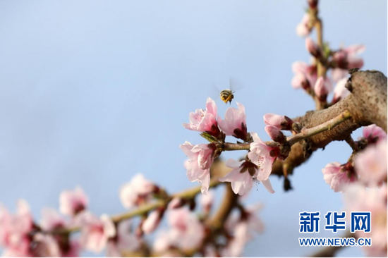蜜蜂在花间飞舞。新华网发(童张伟 摄)
